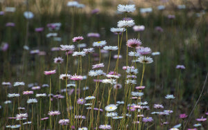 Wild Flowers