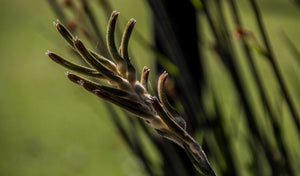 Kangaroo Paw