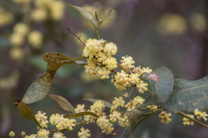 Yellow Flower